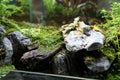 Aquascape design in small glass aquarium Royalty Free Stock Photo