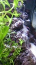 Aquascape fish algae waterfall sand