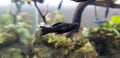 Aquascape fish black aquarium water