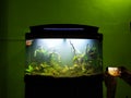 Aquascape river on the tank