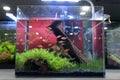 Aquascape and terrarium design with group of small fish in a small glass aquarium.