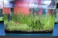 Aquascape and terrarium design with group of small fish in a small glass aquarium.