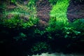 Aquascaping of the beautiful planted tropical freshwater aquarium. Aquaworld