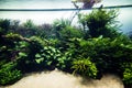 Aquascaping of the beautiful planted tropical freshwater aquarium. Aquaworld