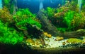 Aquascaping of the planted aquarium