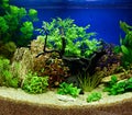 Aquascaping of the planted aquarium