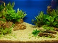 Aquascaping of the planted aquarium