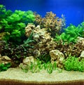 Aquascaping of the planted aquarium