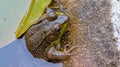 Aquatic Amphibian Southern American Bullfrog in Lilly Pond Green Pig Frog Under Water in Concrete Garden Pond Close Up Frog Photo Royalty Free Stock Photo