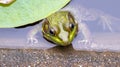 Aquatic Amphibian Southern American Bullfrog in Lilly Pond Green Pig Frog Under Water in Concrete Garden Pond Close Up Frog Photo Royalty Free Stock Photo