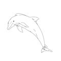 Aquatic Animals Dolphin Drawing Illustration.