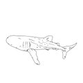 Aquatic Animals Shark Whale Drawing Illustration