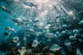 Aquatic Ballet: Graceful Fish in Their Liquid Realm