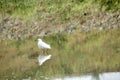 Aquatic bird- Egret
