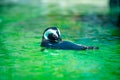 Aquatic bird at San Diego Zoo Royalty Free Stock Photo