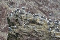 Aquatic birds, Ballestas islands, Peru