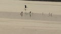 Aquatic birds congregate near the river delta to hunt fish before sunrise in the morning