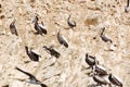 Aquatic birds Royalty Free Stock Photo