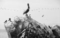 Aquatic birds at Paracas National Reservation, or the Peruvian Galapagos Royalty Free Stock Photo