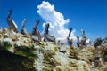 Aquatic birds at Paracas National Reservation, or the Peruvian Galapagos Royalty Free Stock Photo