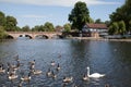 Aquatic birds on The River Avon in Stratford upon Avon in Warwickshire in the United Kingdom