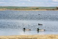 Aquatic birds in the Villafafila lagoon Royalty Free Stock Photo