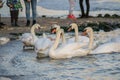 Large group of swans and seagulls in the water, nature concept, aquatic birds, outdoors