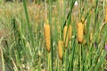 Aquatic bulrush plants Royalty Free Stock Photo