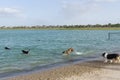 Aquatic canine fun at a dog park beach Royalty Free Stock Photo