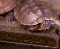 Aquatic Delight: Freshwater Slider Turtle Enjoying its Terrarium Royalty Free Stock Photo