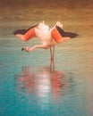 Aquatic Elegance: Pink Flamingo with Open Wings in Peretola Lake, Florence - Grace and Beauty in Nature