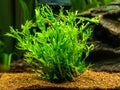 Aquatic fern Microsorum pteropus Ã¢â¬â Windelov isolated on a fish tank with blurred background
