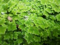 Aquatic ferns,Mosquito ferns Royalty Free Stock Photo