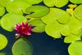 Aquatic flower and plants on a water plan