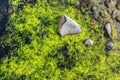 Aquatic flowers as background at the mouth of a creek Royalty Free Stock Photo