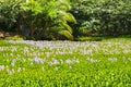 Aquatic flowers in Kona Hawaii Royalty Free Stock Photo