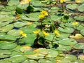 Aquatic flowers in lake