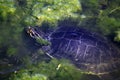 Aquatic Freshwater Turtle (2) Royalty Free Stock Photo
