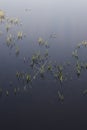 Aquatic grass