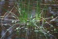 Aquatic grass growing in a pond