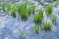 Aquatic grass