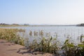 Aquatic grass in lake by planked path in sunny winter afternoon