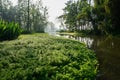 Aquatic grass in river of sunny summer morning