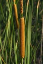 Aquatic Herbaceous Plant Typha