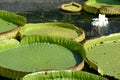 Aquatic or hydrophyte plants Royalty Free Stock Photo