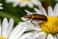 An aquatic leaf-beetle with long antennae Donacia reticulata, Family Chysomelidae Royalty Free Stock Photo