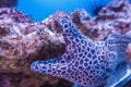Aquatic leopard moray eel among coral reefs Royalty Free Stock Photo