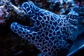 Aquatic leopard moray eel among coral reefs Royalty Free Stock Photo