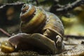 Aquatic mollusk viviparous freshwater river snail, plankton feeder and algae eater moves from glass to sand substrate