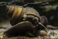 Mollusk viviparous freshwater river snail, plankton feeder moves on glass and feeds on green algae in sand substrate bottom